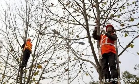 12月份園林養(yǎng)護如何做，才能給全年養(yǎng)護做個好結尾(圖2)