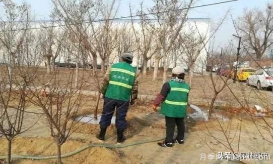 12月份園林養(yǎng)護如何做，才能給全年養(yǎng)護做個好結尾(圖3)