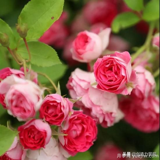 分享15個浪漫又美麗的月季品種，詩意醉人(圖5)