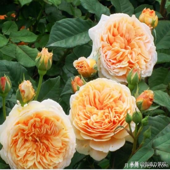 分享15個浪漫又美麗的月季品種，詩意醉人(圖6)