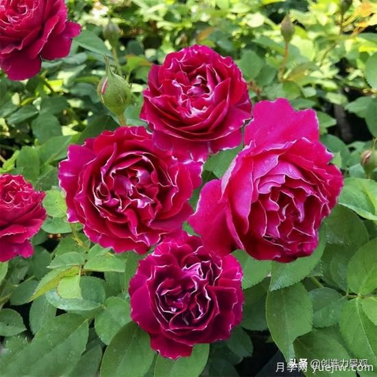 分享15個浪漫又美麗的月季品種，詩意醉人(圖8)