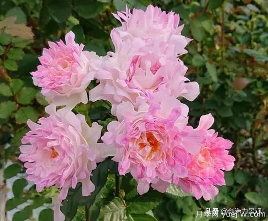 分享15個浪漫又美麗的月季品種，詩意醉人(圖10)