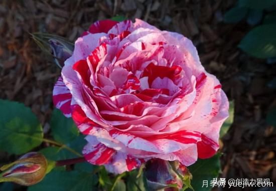 分享15個浪漫又美麗的月季品種，詩意醉人(圖11)