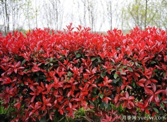 如何區(qū)分紅葉石楠品種？(圖1)