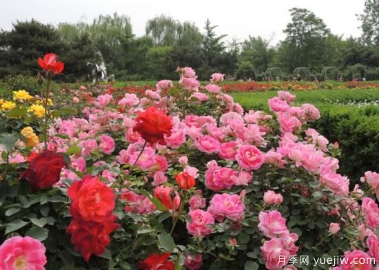 適合園藝新人的4款盆栽月季，花美花期長(zhǎng)(圖1)