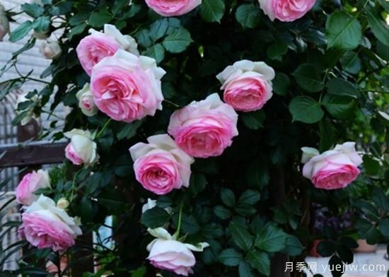 適合園藝新人的4款盆栽月季，花美花期長(zhǎng)(圖3)