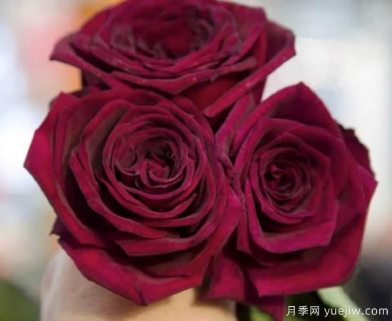 適合園藝新人的4款盆栽月季，花美花期長(zhǎng)(圖4)