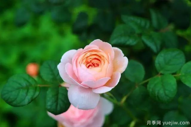 瑞典女王莫奈，懶人養(yǎng)月季花為什么要選它們(圖1)