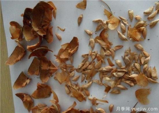 雪松種子什么時(shí)候種植？(圖1)