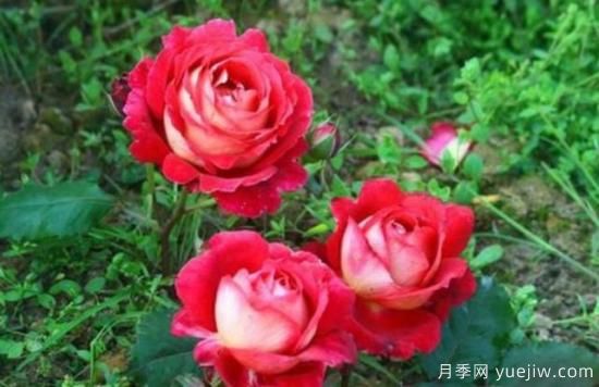 分享香味濃郁的10個(gè)月季花品種，皮實(shí)好養(yǎng)顏值高(圖1)