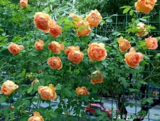 分享香味濃郁的10個(gè)月季花品種，皮實(shí)好養(yǎng)顏值高(圖7)