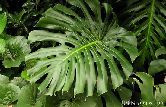 十大吸甲醛植物，你家養(yǎng)過哪幾種？(圖1)