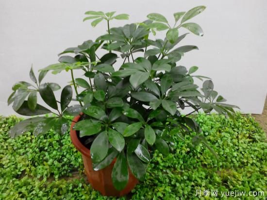 十大吸甲醛植物，你家養(yǎng)過哪幾種？(圖2)