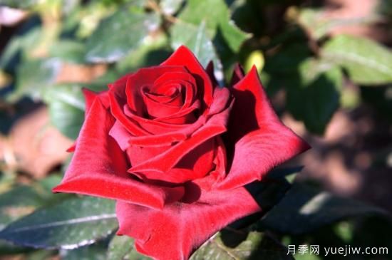 大花香水月季的養(yǎng)護(hù)方法，分享10種花香飄滿屋(圖4)