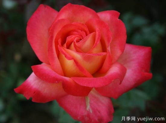 大花香水月季的養(yǎng)護(hù)方法，分享10種花香飄滿屋(圖6)