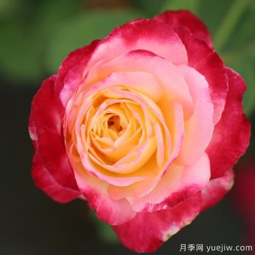 大花香水月季的養(yǎng)護(hù)方法，分享10種花香飄滿屋(圖5)