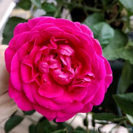 大花香水月季的養(yǎng)護(hù)方法，分享10種花香飄滿屋(圖7)