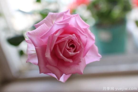 大花香水月季的養(yǎng)護(hù)方法，分享10種花香飄滿屋(圖10)