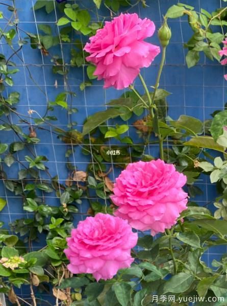 分享香味濃郁的10個(gè)月季花品種，皮實(shí)好養(yǎng)顏值高(圖8)