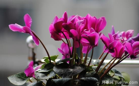 十大吸甲醛植物，你家養(yǎng)過哪幾種？(圖4)