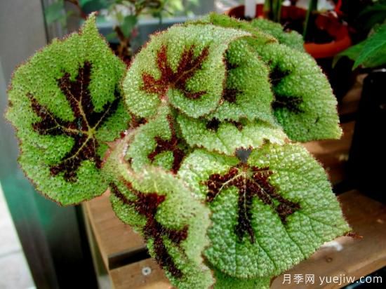 十大吸甲醛植物，你家養(yǎng)過哪幾種？(圖5)