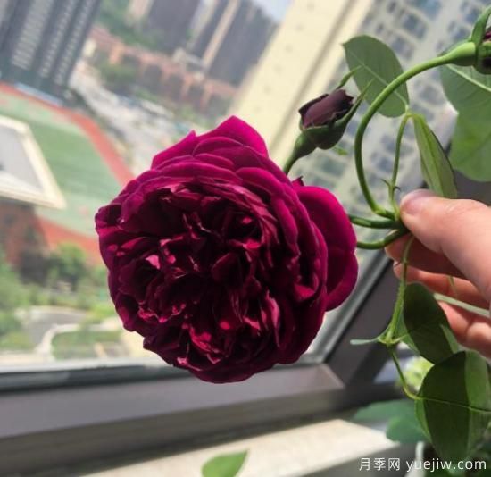 分享香味濃郁的10個(gè)月季花品種，皮實(shí)好養(yǎng)顏值高(圖9)