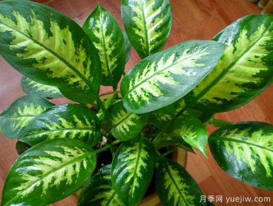 十大吸甲醛植物，你家養(yǎng)過哪幾種？(圖6)