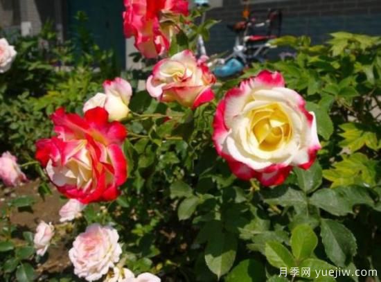 分享香味濃郁的10個(gè)月季花品種，皮實(shí)好養(yǎng)顏值高(圖10)