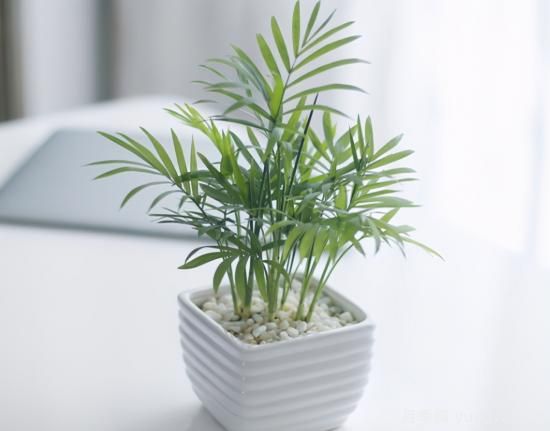 十大吸甲醛植物，你家養(yǎng)過哪幾種？(圖7)