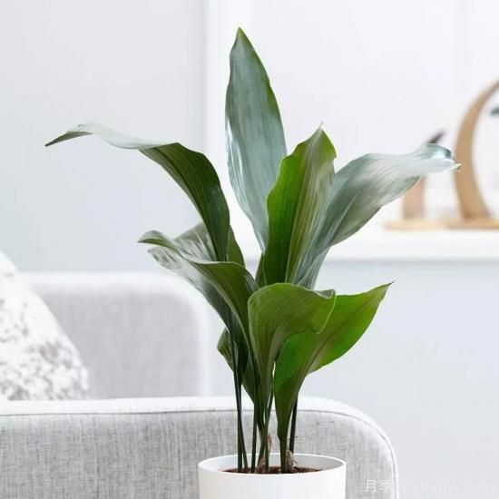 十大吸甲醛植物，你家養(yǎng)過哪幾種？(圖8)