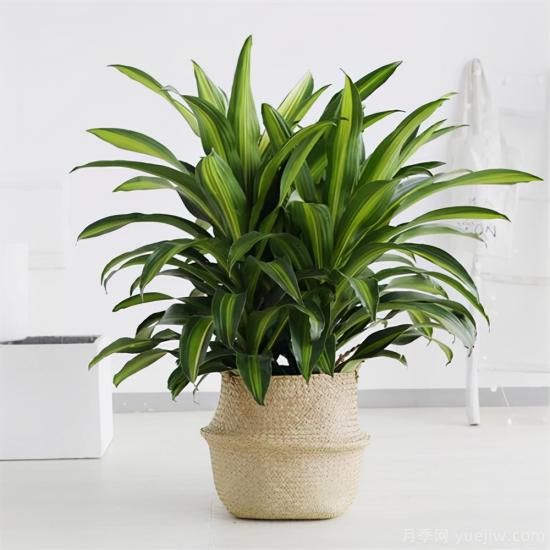 十大吸甲醛植物，你家養(yǎng)過哪幾種？(圖9)
