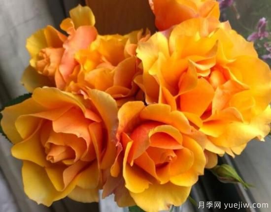 推薦8款冷門月季品種，養(yǎng)的是，但是表現(xiàn)真好(圖1)