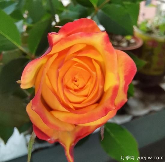 花卉屆的開(kāi)花機(jī)器，容易養(yǎng)護(hù)易打理，月季簡(jiǎn)簡(jiǎn)單單開(kāi)爆盆(圖3)
