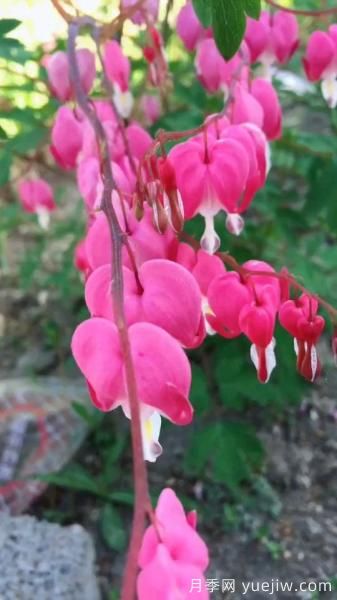 花卉屆的開(kāi)花機(jī)器，容易養(yǎng)護(hù)易打理，月季簡(jiǎn)簡(jiǎn)單單開(kāi)爆盆(圖4)