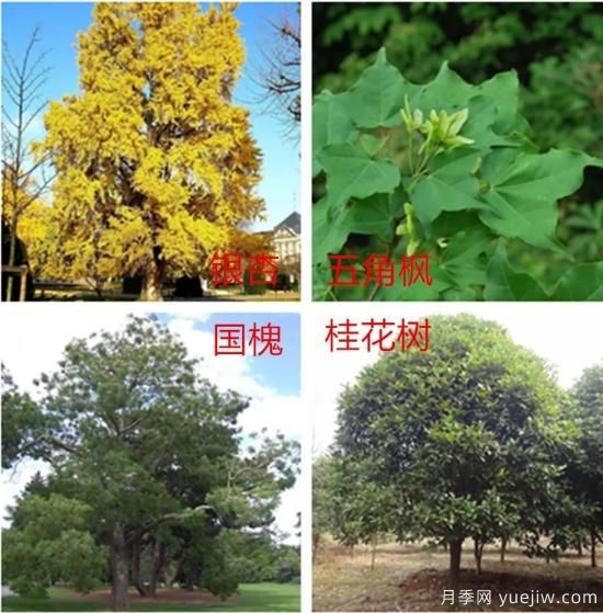 園林綠化中，樹木規(guī)劃遵守五大原則保持常綠常新(圖1)