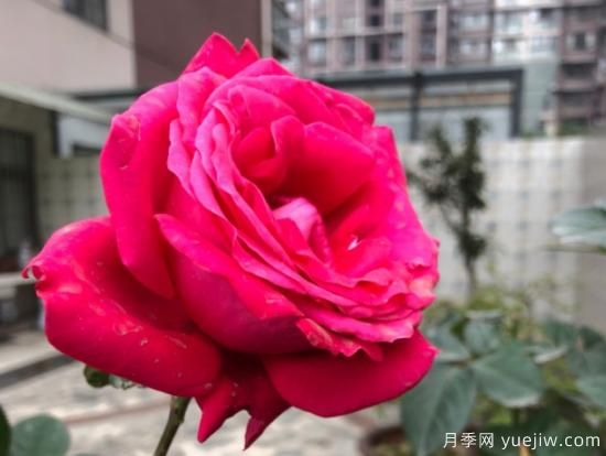 推薦8款冷門月季品種，養(yǎng)的是，但是表現(xiàn)真好(圖7)