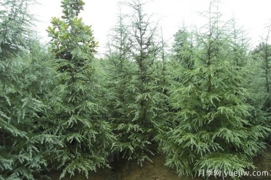 雪松價(jià)錢為什么會(huì)有差別？(圖1)