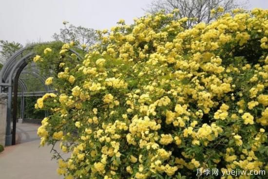 黃木香號稱開花勞模，耐寒耐熱養(yǎng)護(hù)簡單(圖2)
