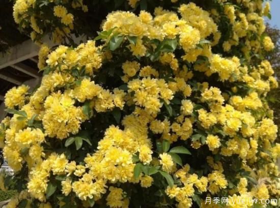 黃木香號稱開花勞模，耐寒耐熱養(yǎng)護(hù)簡單(圖3)