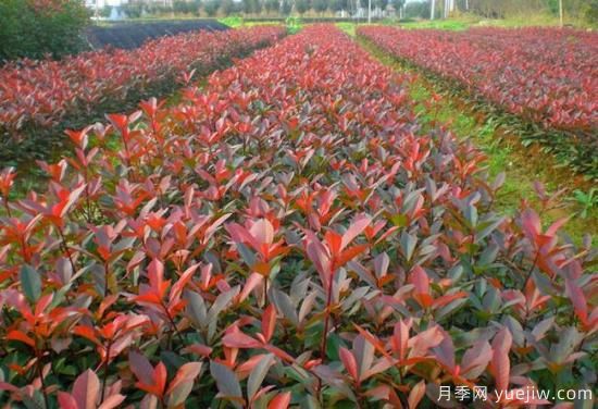 紅葉石楠小苗哪里批發(fā)？(圖1)