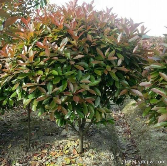 怎么樣培育紅葉石楠可以讓其更鮮艷？(圖1)
