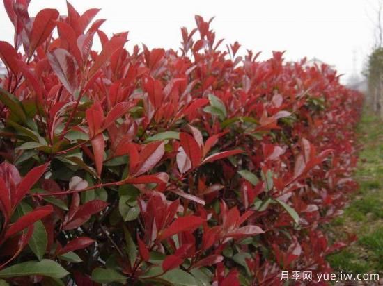 園林紅葉石楠苗木的處理和運輸(圖1)