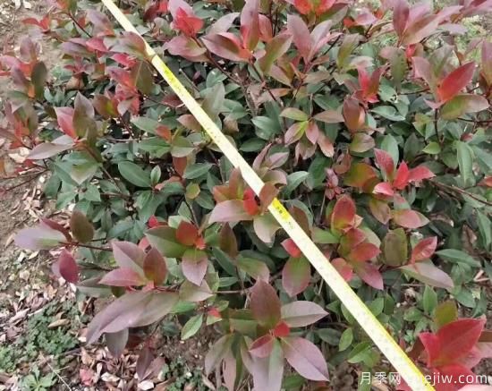 高桿紅葉石楠怎么培育才能長(zhǎng)出嫩葉？(圖1)