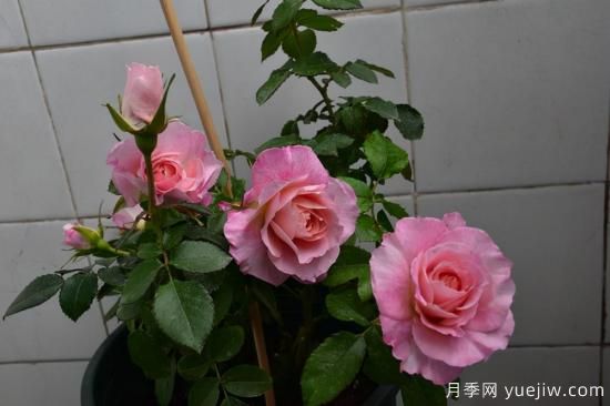 強(qiáng)烈推薦的11種月季花，陽臺(tái)變花園不是夢(mèng)(圖3)