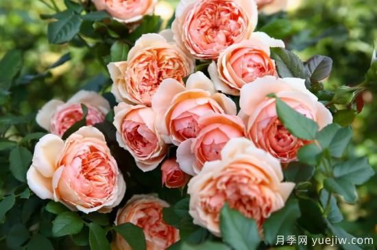 強(qiáng)烈推薦的11種月季花，陽臺(tái)變花園不是夢(mèng)(圖2)