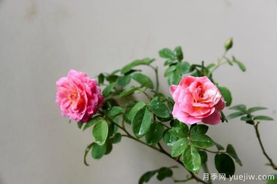 強(qiáng)烈推薦的11種月季花，陽臺(tái)變花園不是夢(mèng)(圖4)