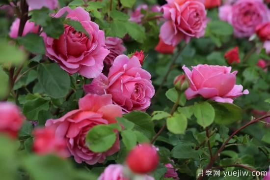 強(qiáng)烈推薦的11種月季花，陽臺(tái)變花園不是夢(mèng)(圖5)
