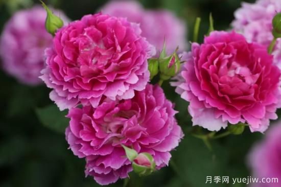 強(qiáng)烈推薦的11種月季花，陽臺(tái)變花園不是夢(mèng)(圖6)