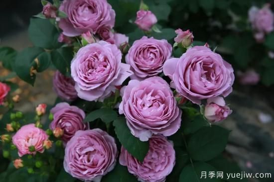 強(qiáng)烈推薦的11種月季花，陽臺(tái)變花園不是夢(mèng)(圖7)