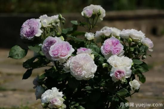 強(qiáng)烈推薦的11種月季花，陽臺(tái)變花園不是夢(mèng)(圖8)